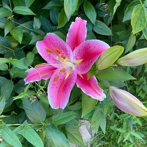 Meet your Posher, Daria